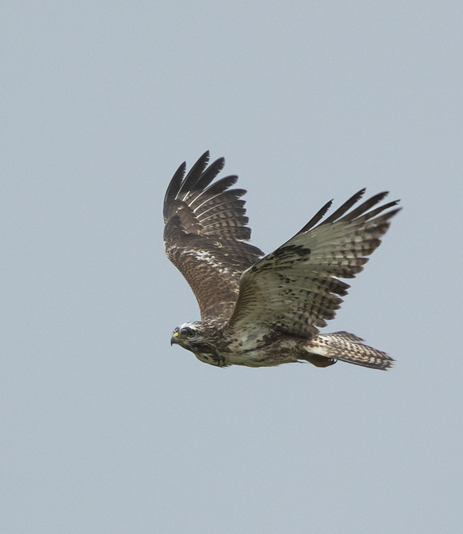 Buizerd281119