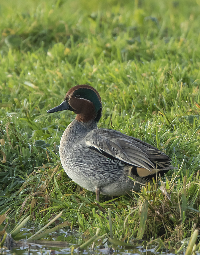 Wintertaling041119