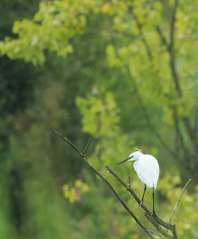 Kleinezilverreiger140720