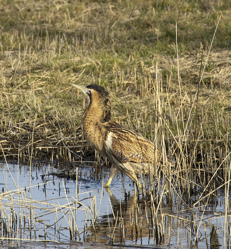 Roerdomp240221C