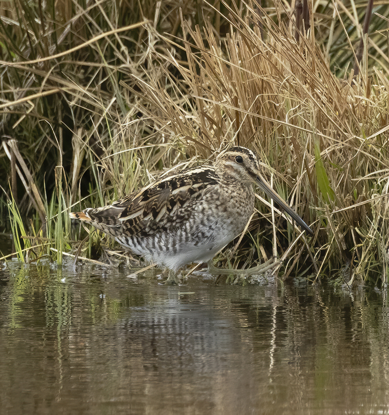 Watersnip220321