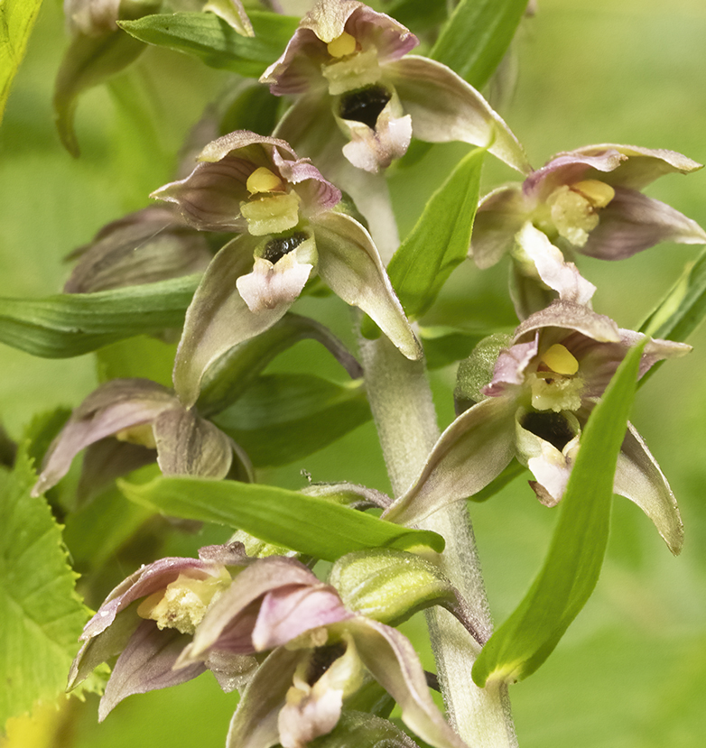 Bredewespenorchis050821B