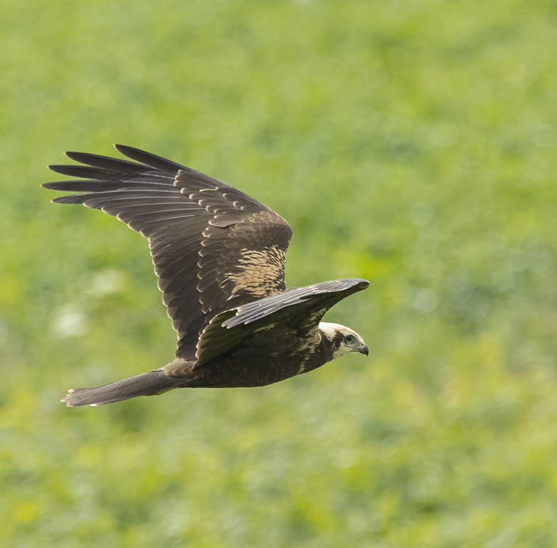 Bruinekiekendief060821A