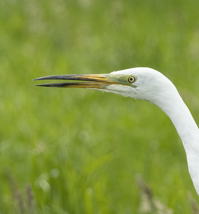 Grotezilverreiger090821