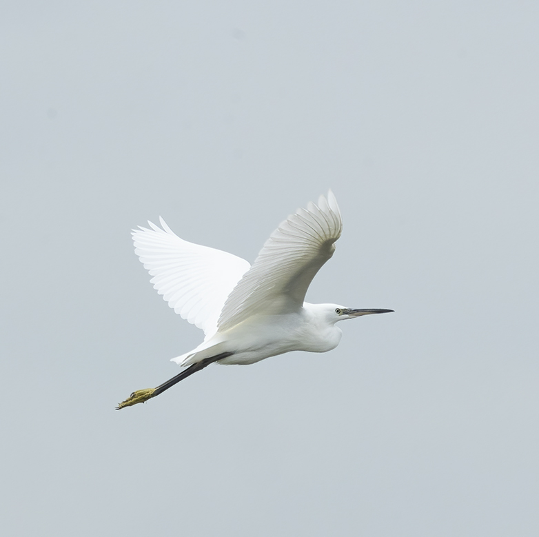 Kleinezilverreiger090821