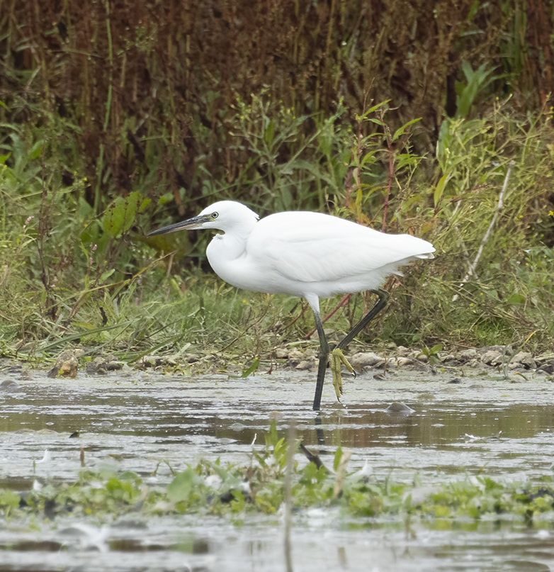 Kleinezilverreiger090821A