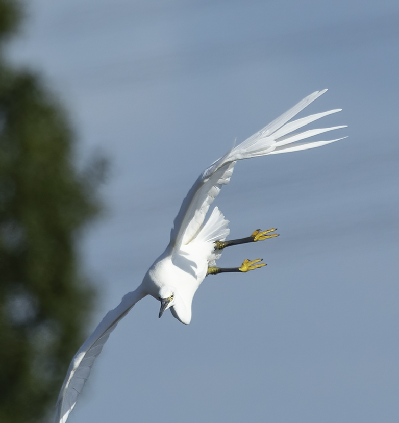 Kleinezilverreiger160921