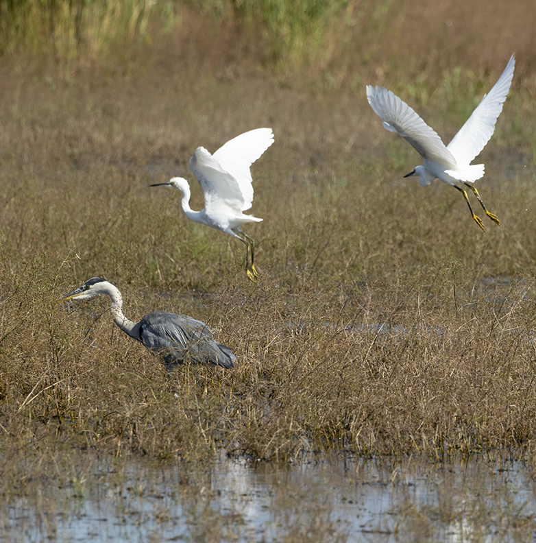 Kleinezilverreigers_Blauwereiger160921