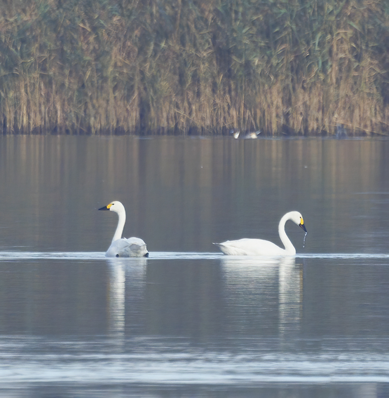 Kleinezwanen031121A