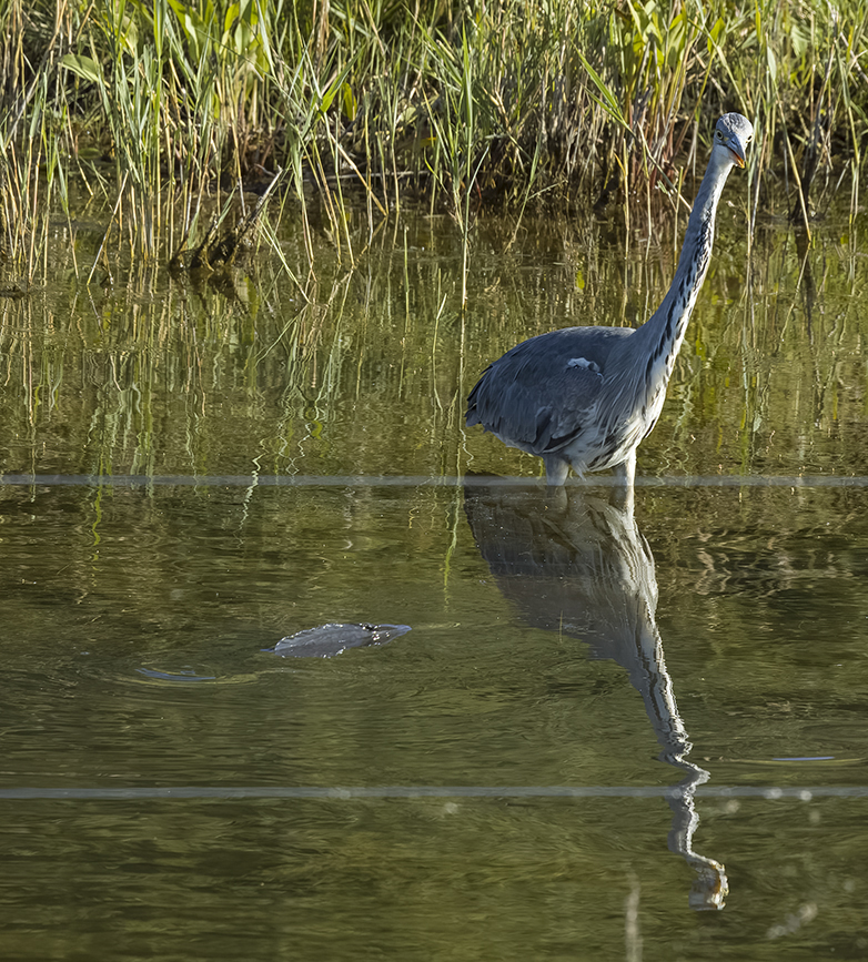 Blauwereiger_Karper160622