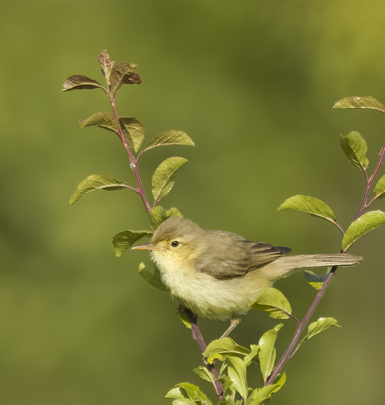 Orpheusspotvogel140622A