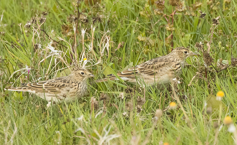 Veldleeuweriken230922E