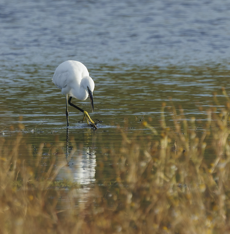 Kleinezilverreiger261022A