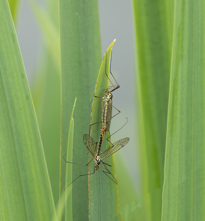 Hoefijzertijger080523