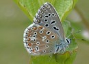AdonisblauwtjeA_Lot_juni02