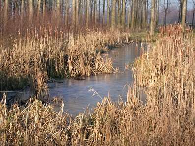 Alblasserbos191202