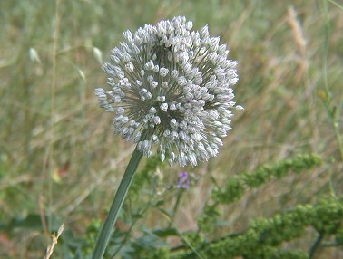 Allium080603A