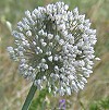 Allium080603A