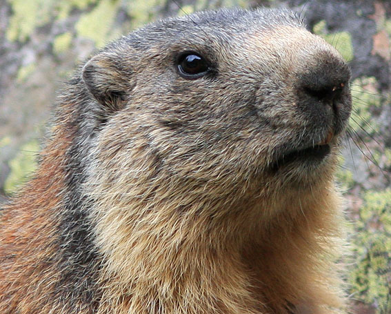 Alpenmarmot090608