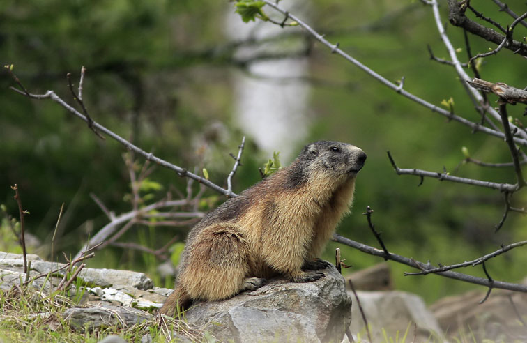 Alpenmarmot090608AD