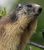 Alpenmarmot090608AD