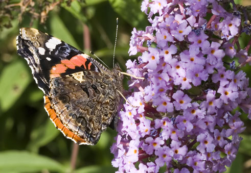 Atalanta010707