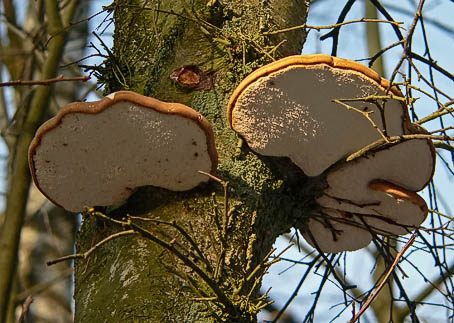 Berkenzwammen281205B