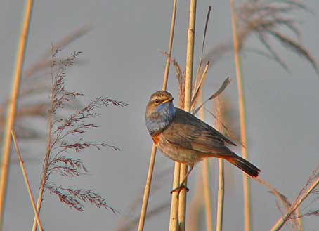 Blauwborst010405C