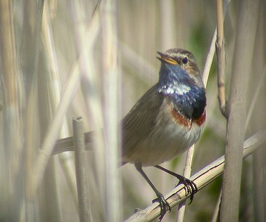 Blauwborst080503