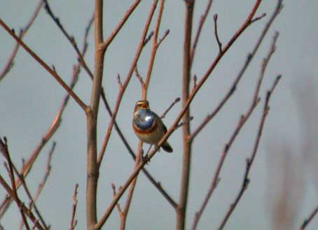 Blauwborst240305