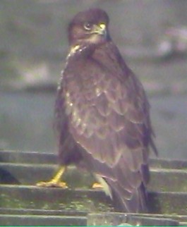 Buizerd061201