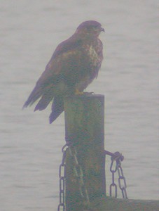 Buizerd070104