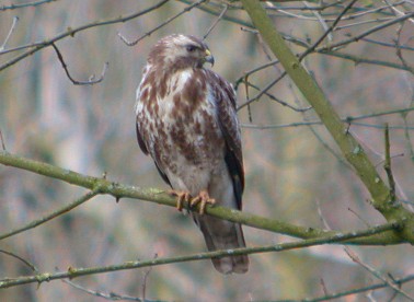 Buizerd090304