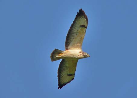 Buizerd111005A