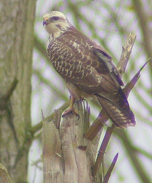 Buizerd141103