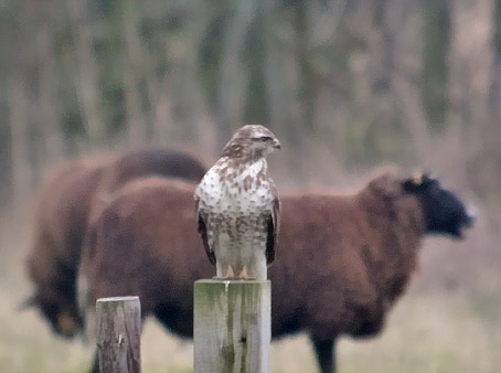 Buizerd170205