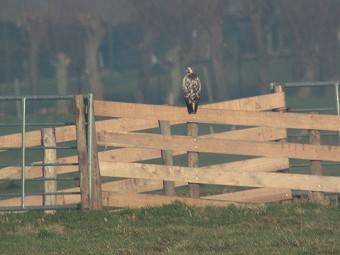 Buizerd191202