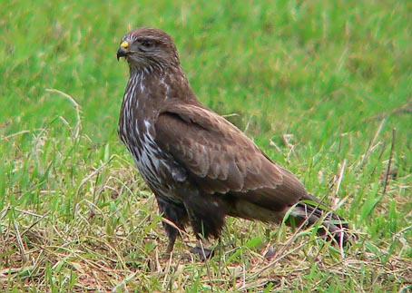 Buizerd191205