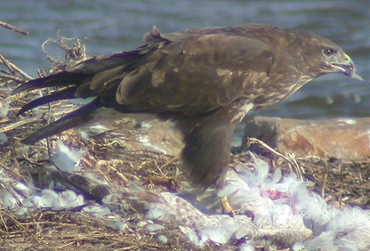 Buizerd230204