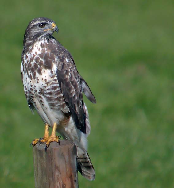 Buizerd230905