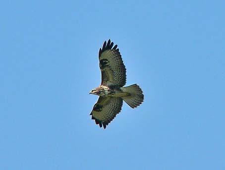 Buizerd230905H