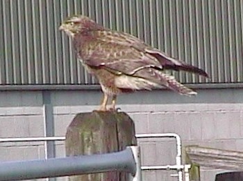 Buizerd281101