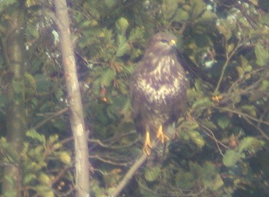 Buizerd300903A