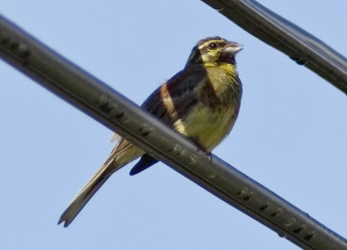Cirlgors010607