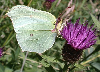 Citroenvlinder150703