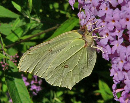 Citroenvlinder170705