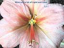 Amaryllis250204A_wenskaart2006_web