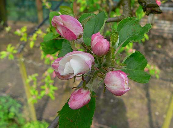 Appelbloesem210405