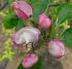 Appelbloesem210405