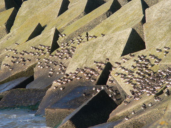 Noorderhavenhoofd141205